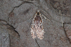 Agonopterix hypericella