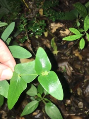 Euphorbia sieboldiana, photograph author not stated, no rights reserved