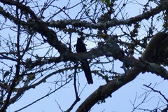 Rhinopomastus castaneiceps