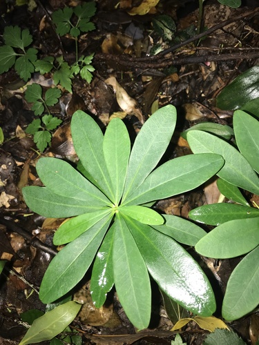 Euphorbia sieboldiana, photograph 6