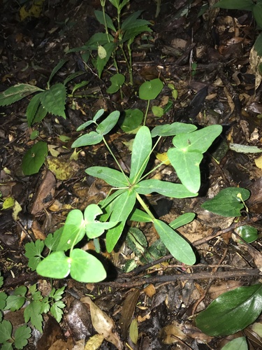 Euphorbia sieboldiana, photograph 5