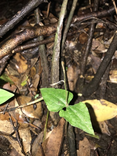 Baby twin-leaf twayblade (Neottia japonica)