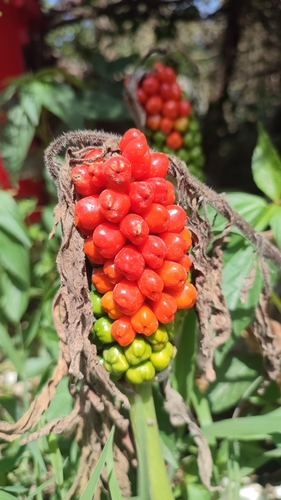Korolkov’s arum (Arum korolkowii)