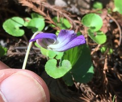 Viola edulis