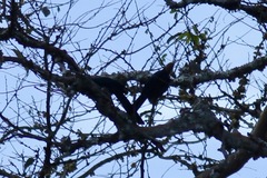 Rhinopomastus castaneiceps