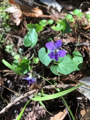 Viola edulis
