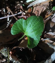 Viola edulis