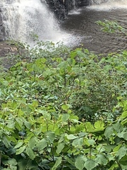 Viburnum lantanoides
