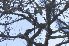 Rhinopomastus castaneiceps