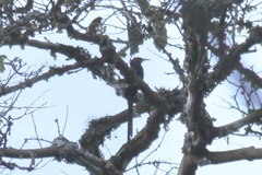 Rhinopomastus castaneiceps