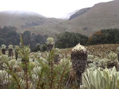 Espeletia pycnophylla