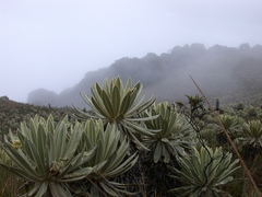 Espeletia pycnophylla