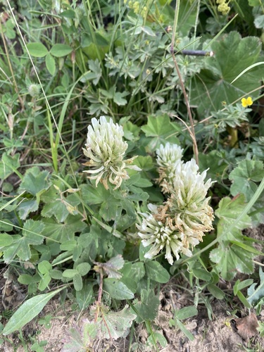 Graying Clover (Trifolium canescens)