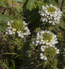 Triphysaria floribunda