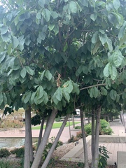 Asimina triloba
