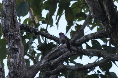 Bradornis fuliginosus