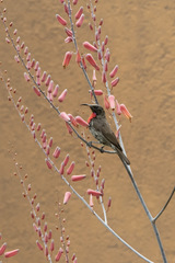 Chalcomitra senegalensis