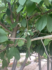 Asimina triloba