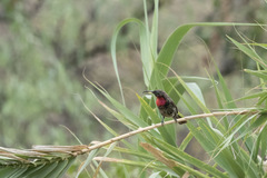 Chalcomitra senegalensis