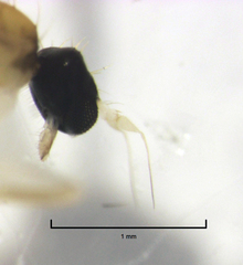 Phyllodromia scopulifera