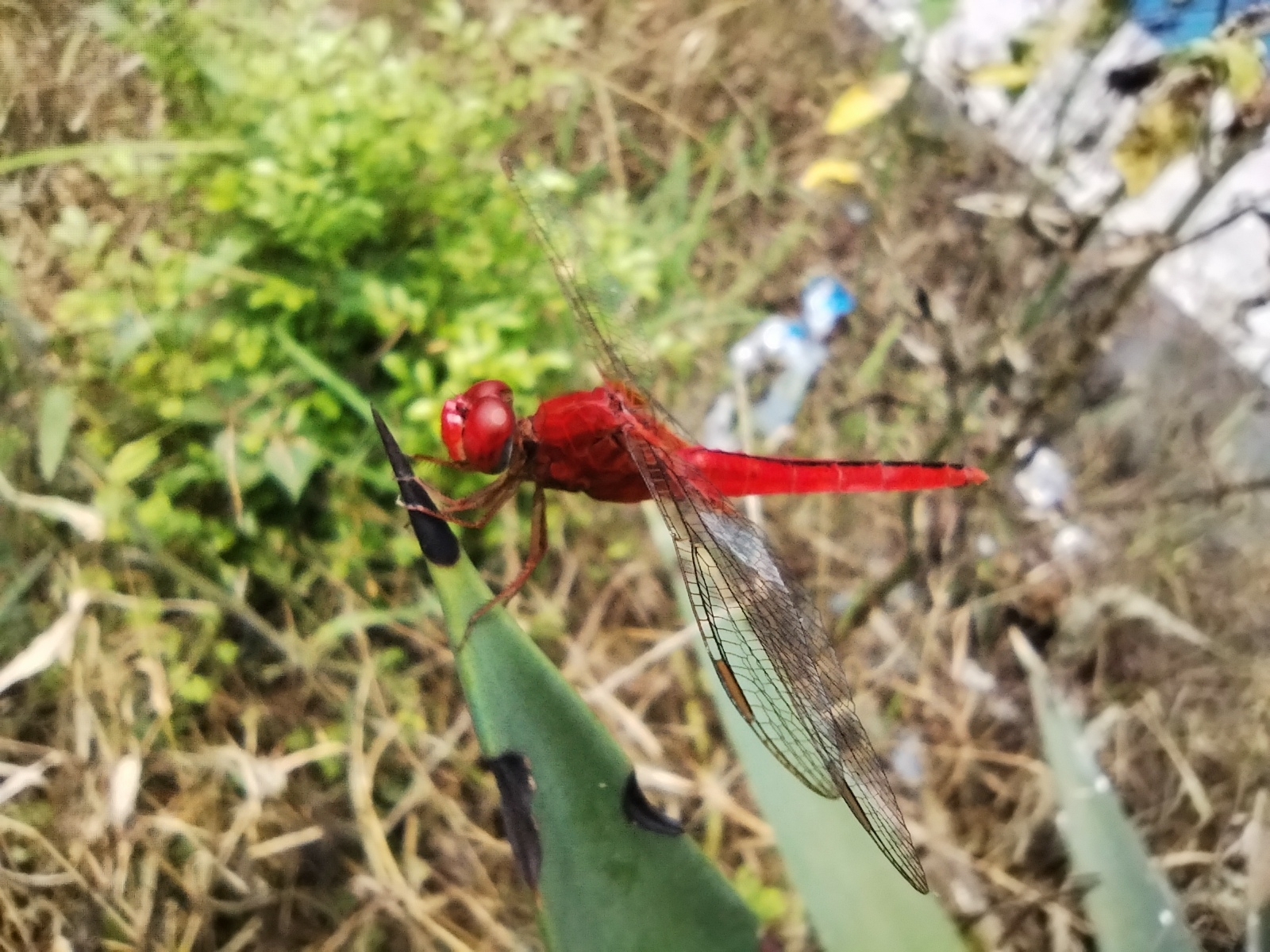 Scarlet Skimmer