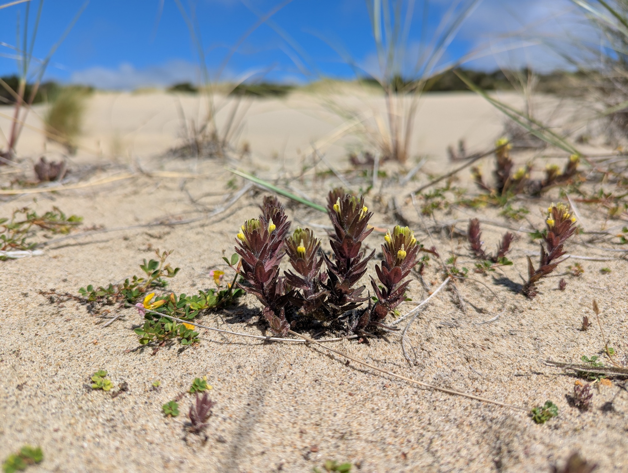 Johnny-Nip (Castilleja ambigua)