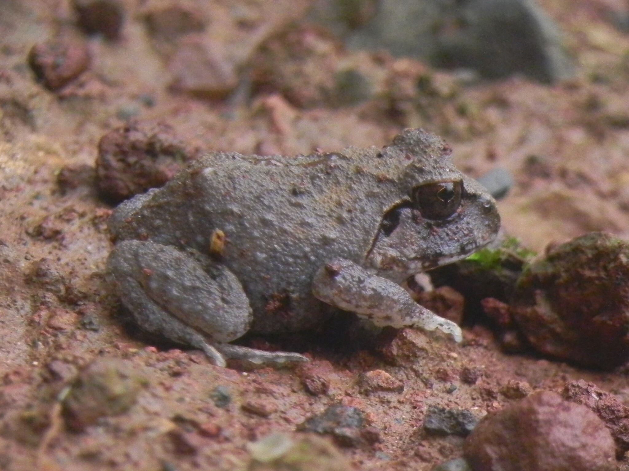 Dobson'S Burrowing Frog