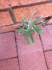 Vitex agnus-castus
