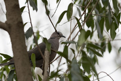 Streptopelia semitorquata