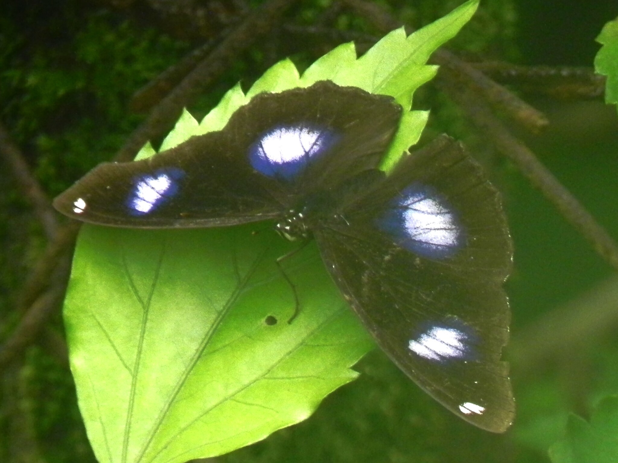 Great Eggfly