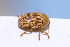 Cryptocephalus fulguratus