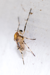 Coelotanypus tricolor