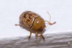 Cryptocephalus fulguratus