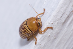 Cryptocephalus fulguratus