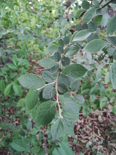 Cotoneaster dielsianus, photograph 5