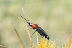 Stenosphenus dolosus