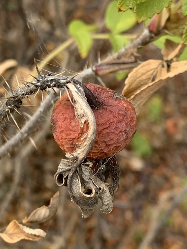 Rosa rugosa