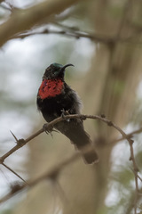 Chalcomitra senegalensis