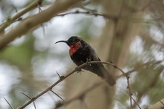 Chalcomitra senegalensis
