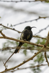 Nectarinia kilimensis