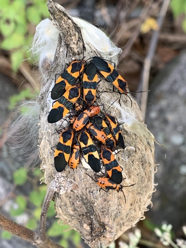 Large Milkweed Bug photographed in New Jersey