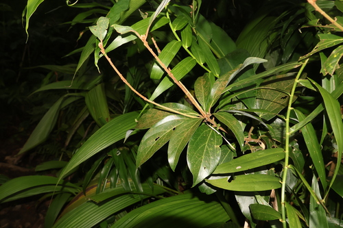 Neolitsea villosa observed 2025-07-09
