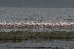Phoenicopterus roseus