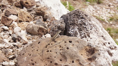 Urosaurus clarionensis