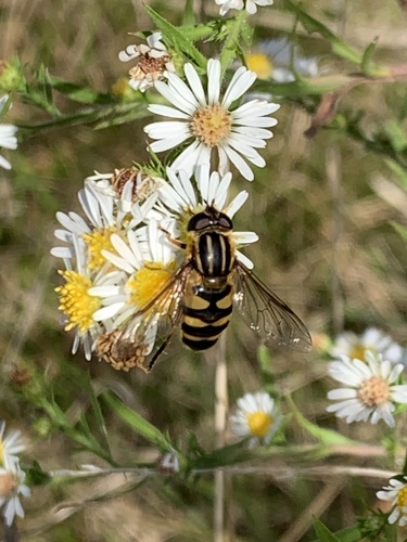 Narrow-headed Marsh Fly photo 3