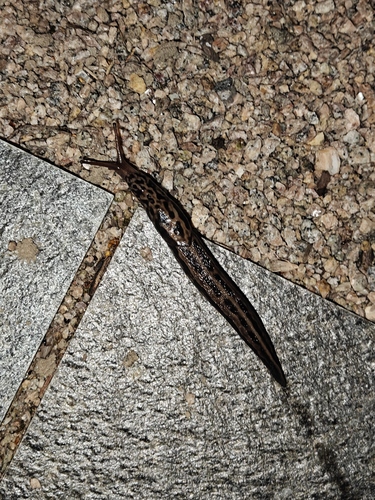 Limax maximus