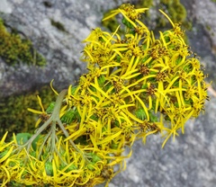 Ligularia amplexicaulis