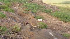 Zenaida macroura clarionensis