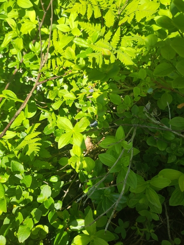 common bilberry