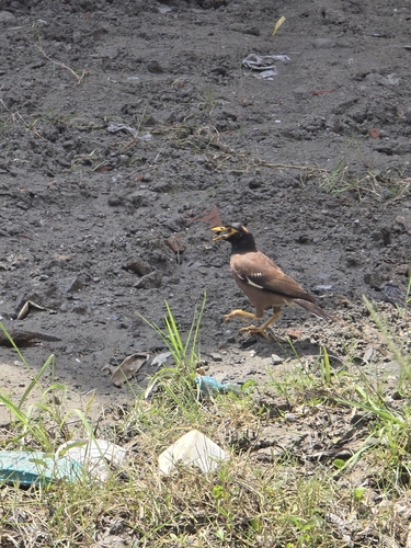 Common Myna